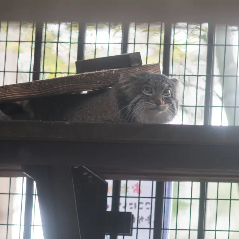 Фотография Фиги в Зоопарке Ногеяме