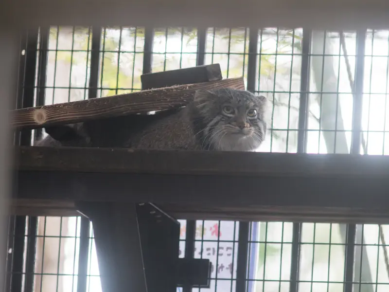 Фотография Фиги в Зоопарке Ногеяме