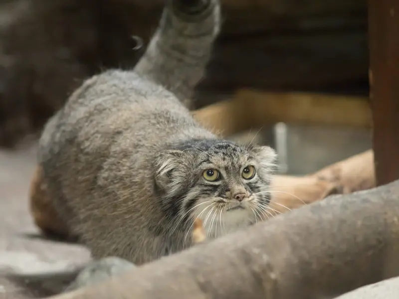 Фотография Шафран в Зоопарке Уено