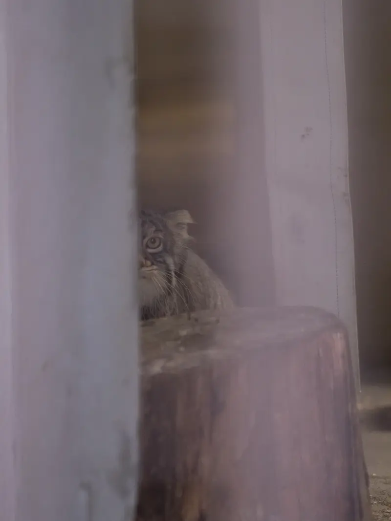 Фотография Фиги в Зоопарке Ногеяме