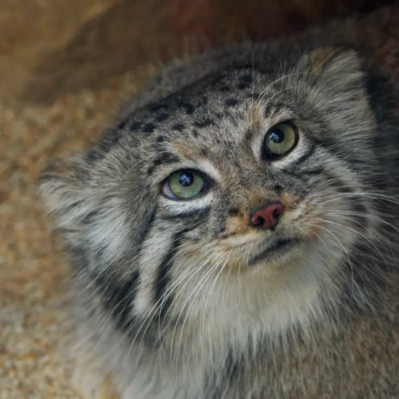 Фотография Аз в Царстве Животных Кобе