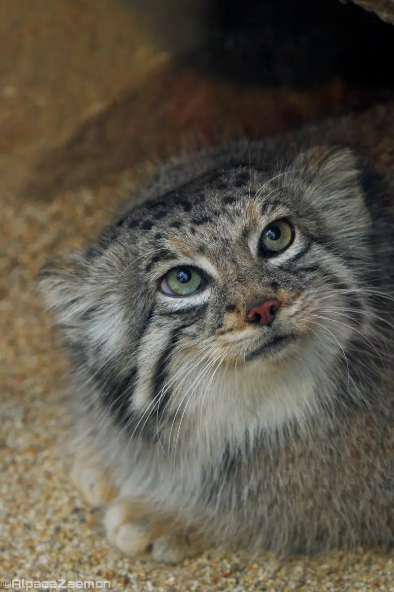 Фотография Аз в Царстве Животных Кобе