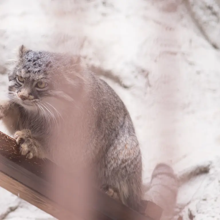 Фотография Фиги в Зоопарке Ногеяме