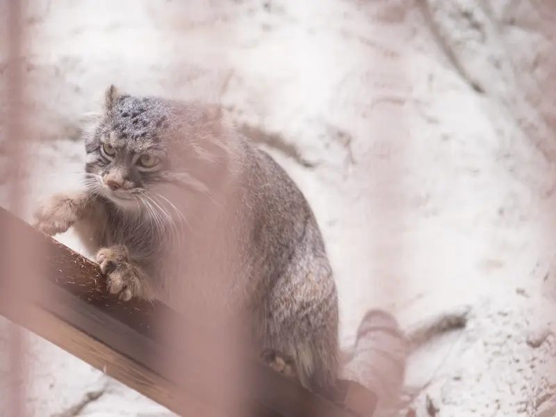 Фотография Фиги в Зоопарке Ногеяме