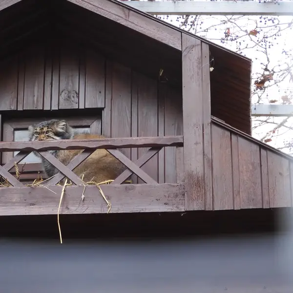 Фотография Алтая в Ижевском Зоопарке