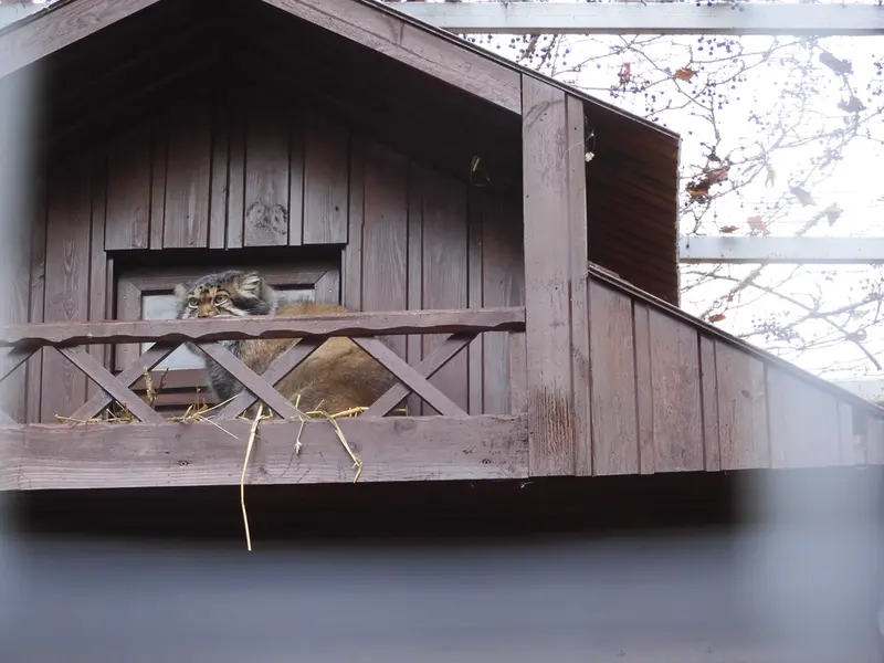 Фотография Алтая в Ижевском Зоопарке