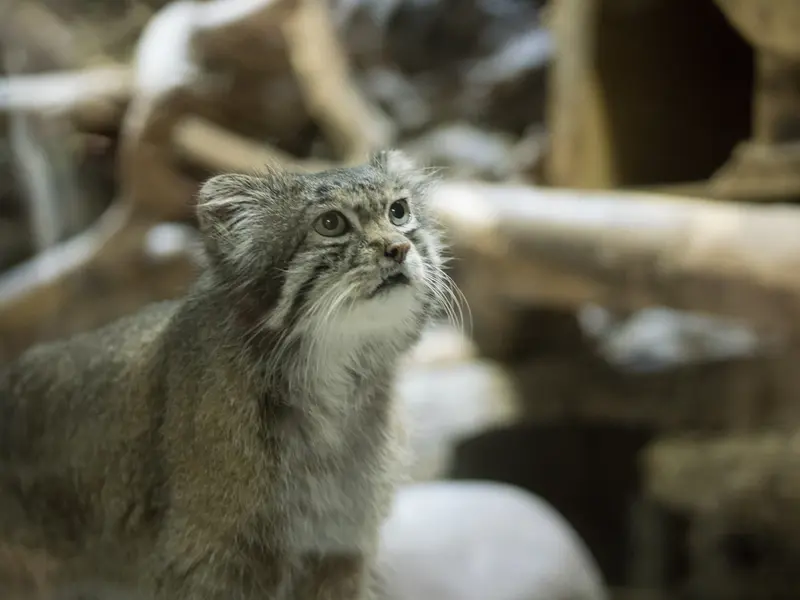 Фотография Клёна в Зоопарке Уено