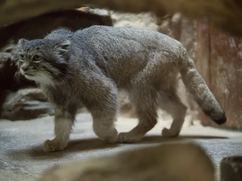 Фотография Клёна в Зоопарке Уено