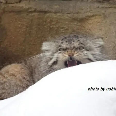Фотография Полли в Царстве Животных Насу