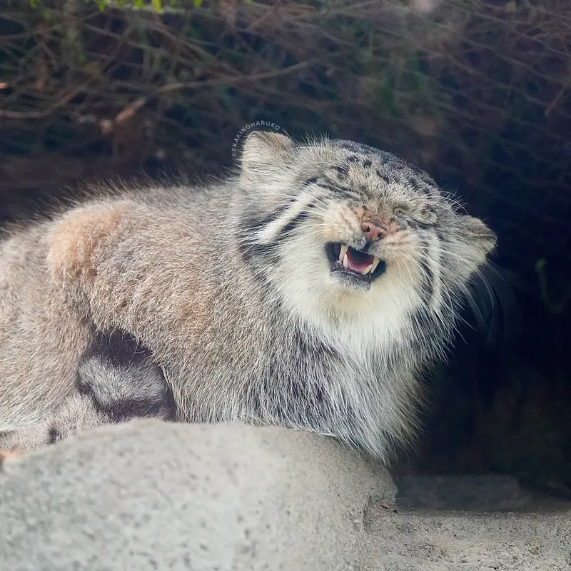 Фотография Аз в Царстве Животных Кобе