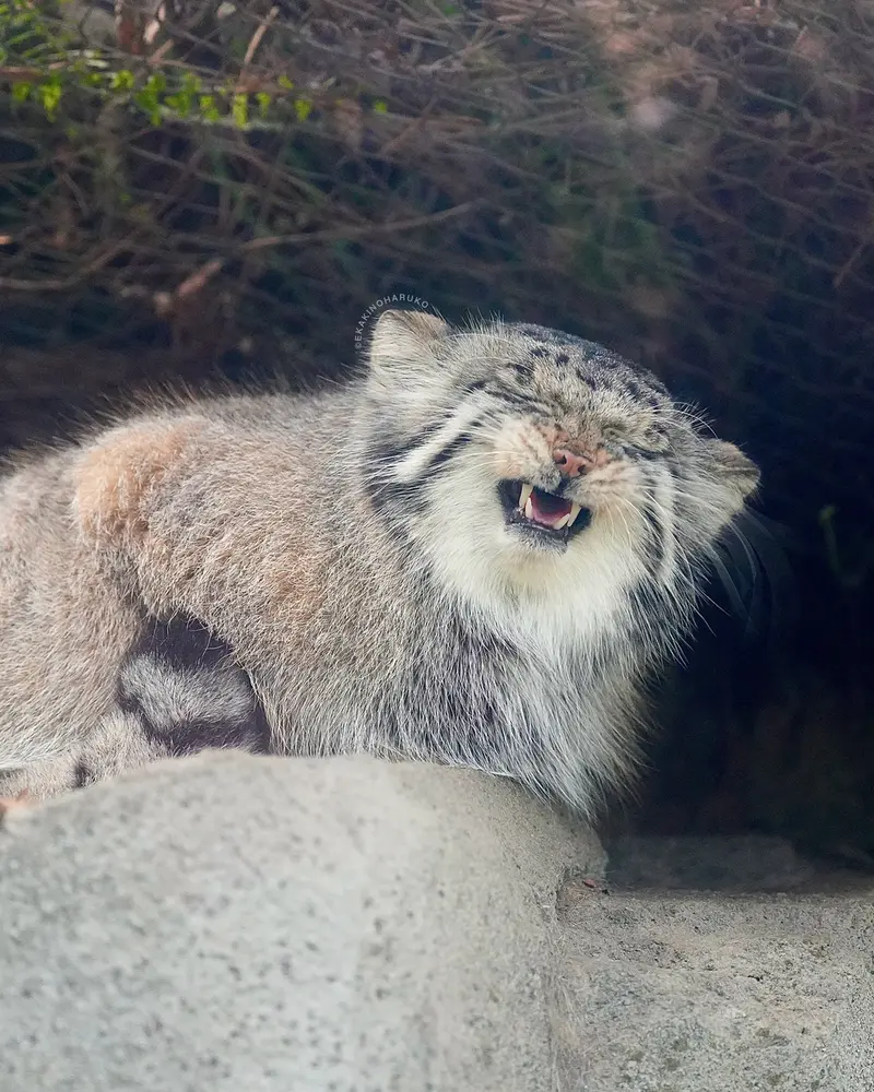 Фотография Аз в Царстве Животных Кобе