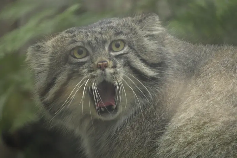 Фотография Нара в Царстве Животных Кобе