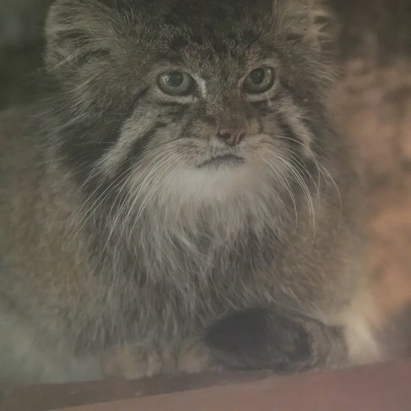 Фотография Клёна в Зоопарке Уено