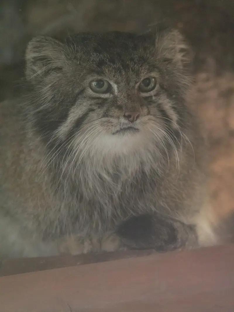 Фотография Клёна в Зоопарке Уено