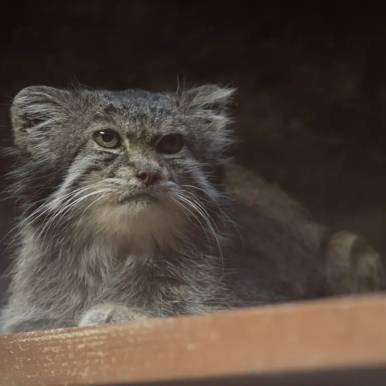 Фотография Клёна в Зоопарке Уено