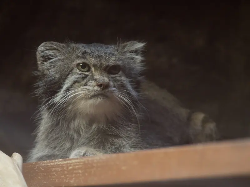 Фотография Клёна в Зоопарке Уено