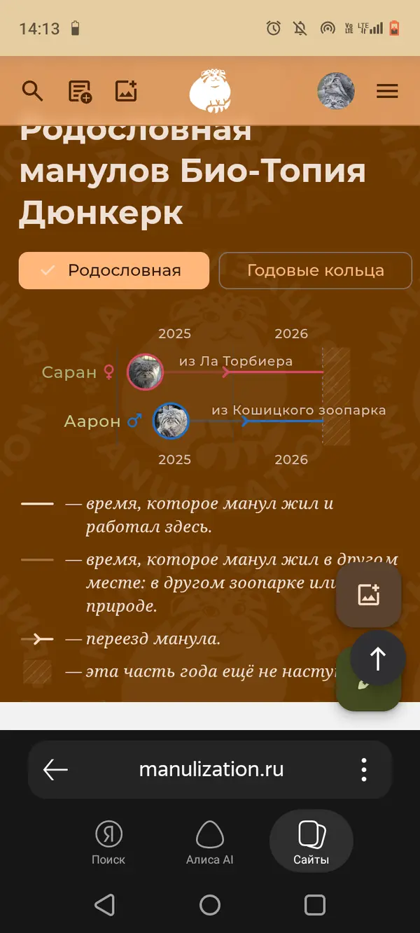 Фотография с манулом