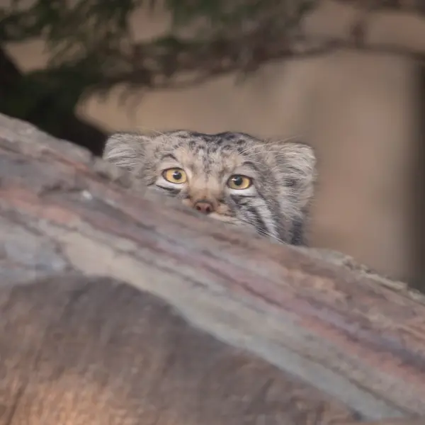 Фотография Нагому в Царстве Животных Насу