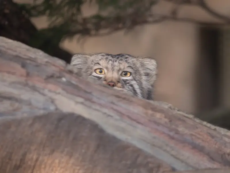 Фотография Нагому в Царстве Животных Насу