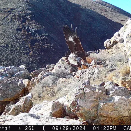 Фотография Беркута с фотоловушки Жунды 2