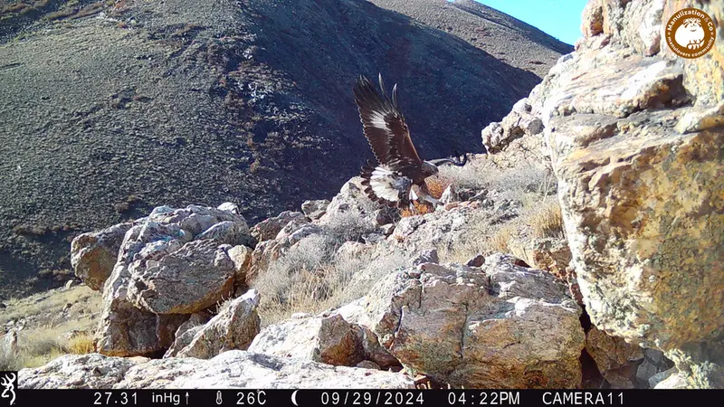 Фотография Беркута с фотоловушки Жунды 2 [новинка]