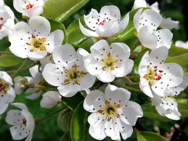 Фотография с манулом