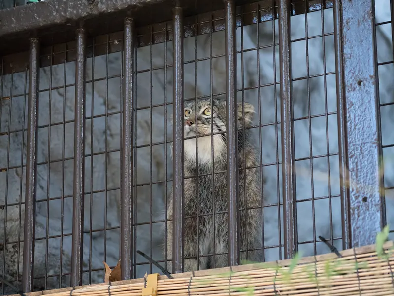 Фотография Фиги в Зоопарке Ногеяме