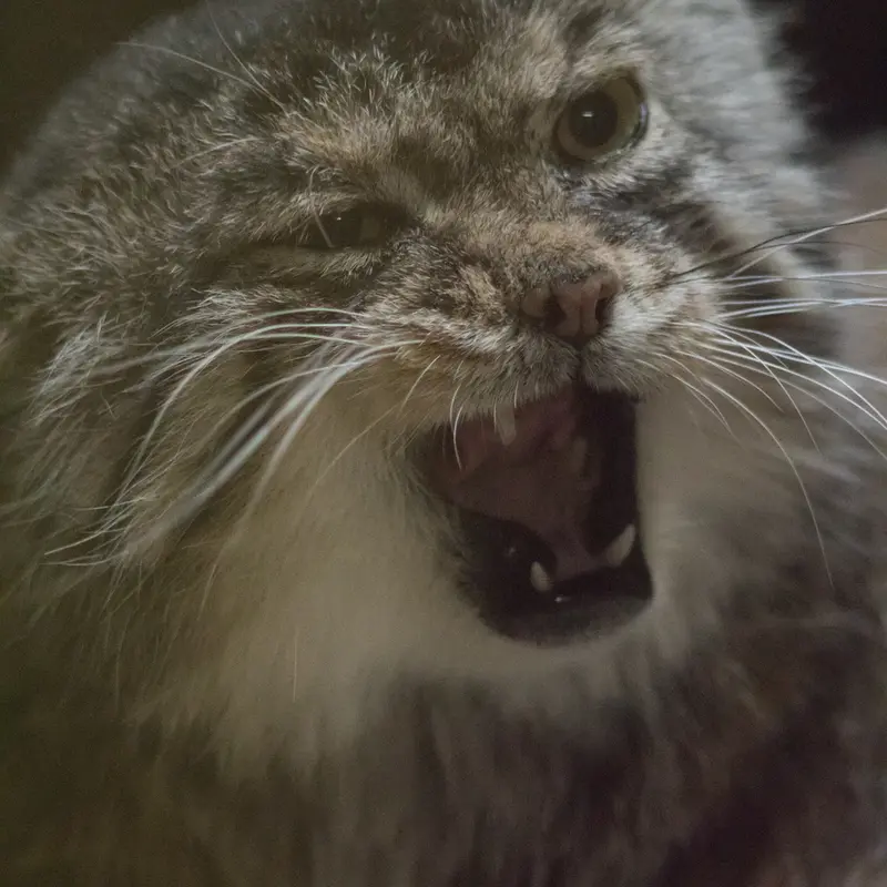 Фотография Примулы в Зоопарке Уено