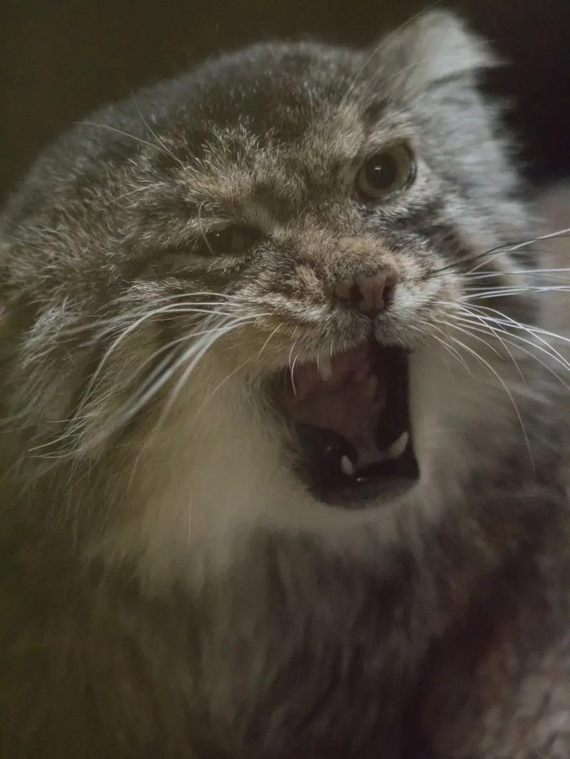 Фотография Примулы в Зоопарке Уено