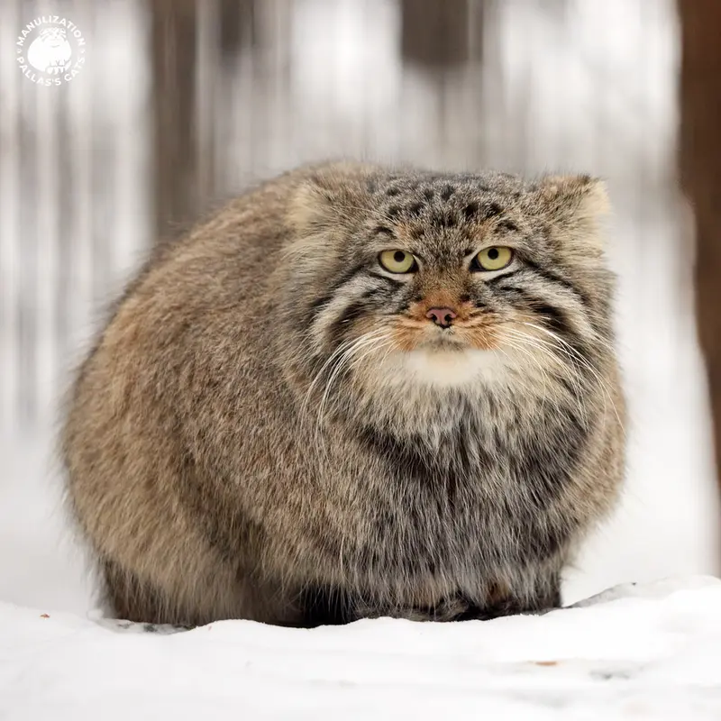 Фотография с манулом