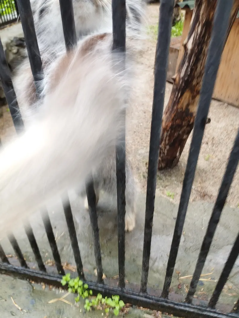 Фотография с манулом в Новосибирском Зоопарке