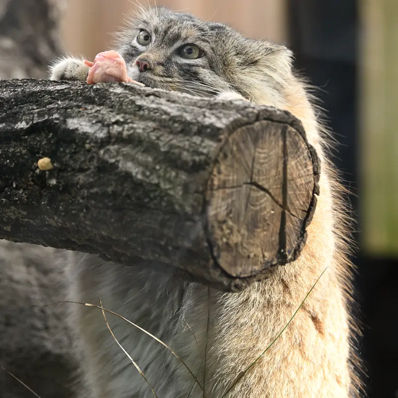 Фотография Оливы в Детском зоопарке Сайтама