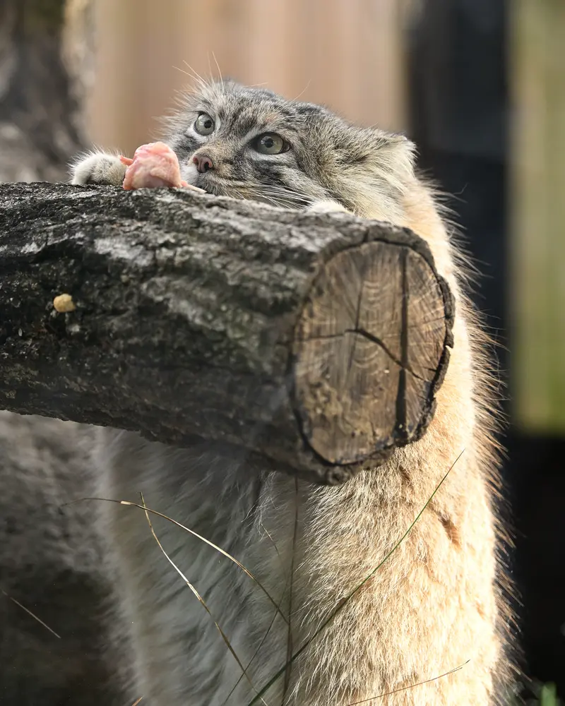 Фотография Оливы в Детском зоопарке Сайтама