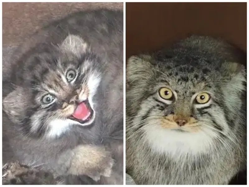 Фотография с манулом