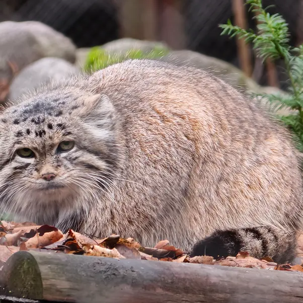Фотография Мани в Познаньском Новом Зоопарке
