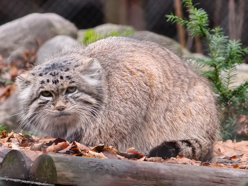 Фотография Мани в Познаньском Новом Зоопарке
