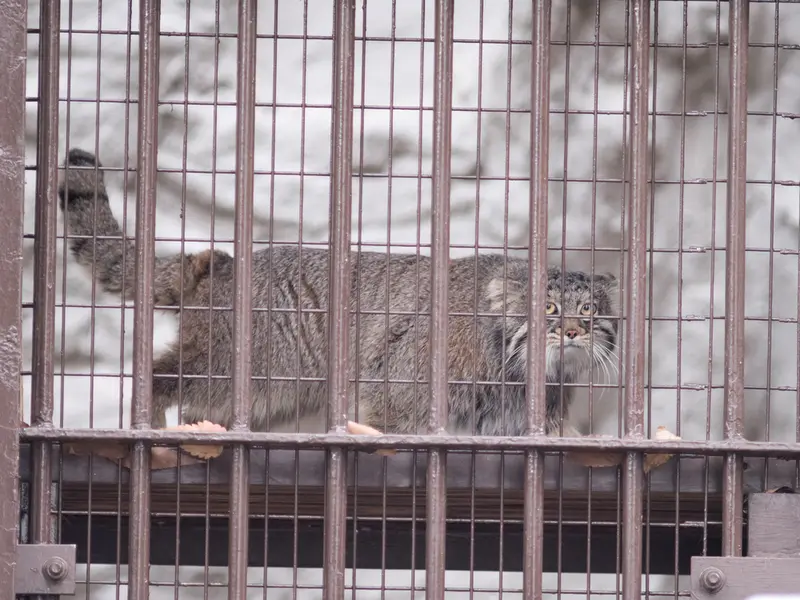 Фотография Фиги в Зоопарке Ногеяме