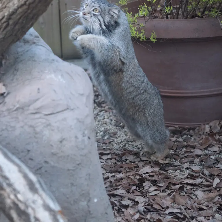 Фотография Ото в Детском зоопарке Сайтама