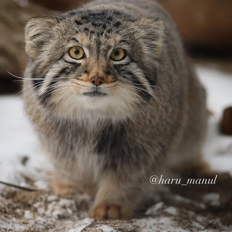 Фотография Нагому в Царстве Животных Насу