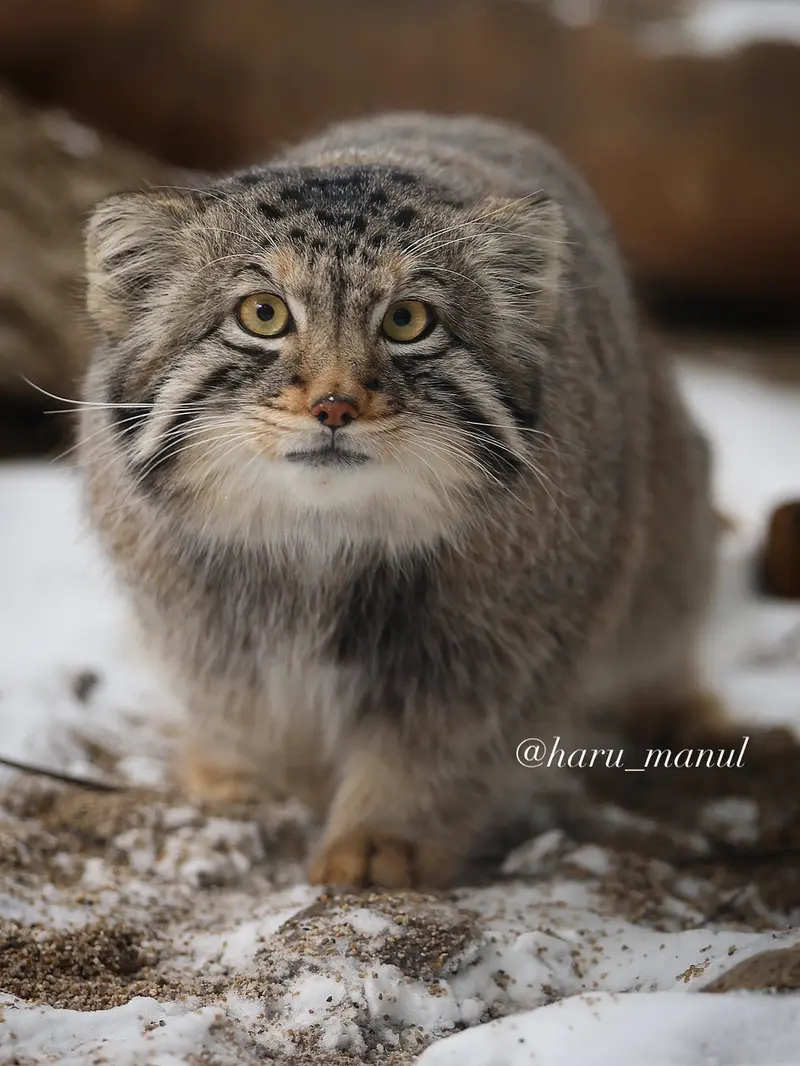 Фотография Нагому в Царстве Животных Насу