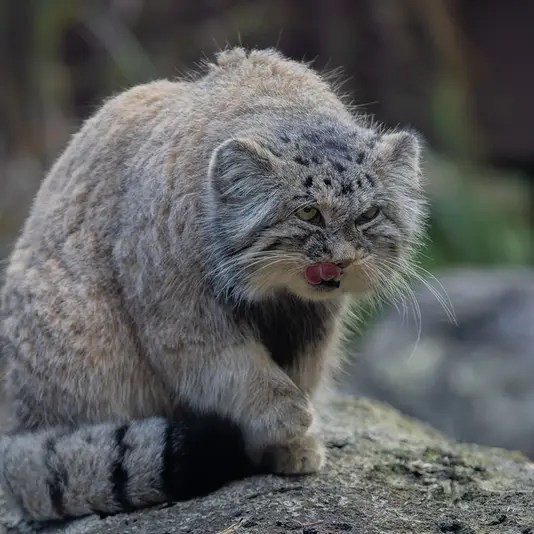 Фотография Мойры в Остравском Зоопарке