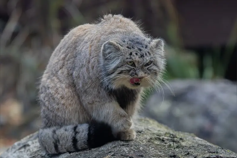 Фотография Мойры в Остравском Зоопарке