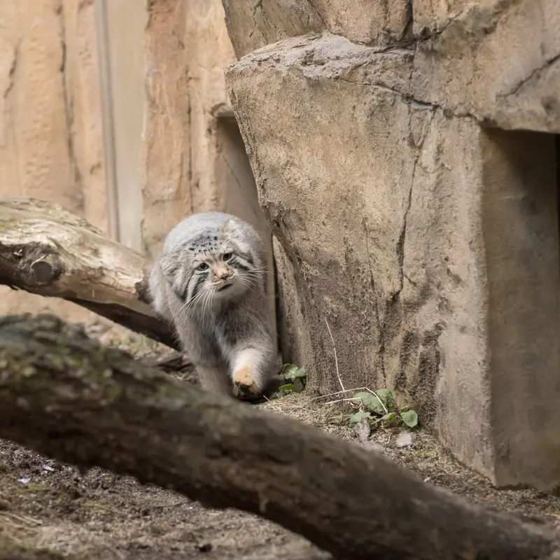 Фотография Нагому в Царстве Животных Насу