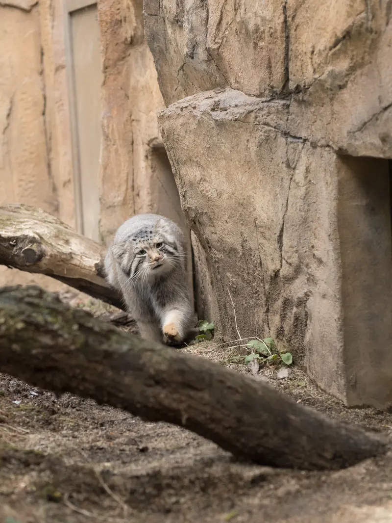 Фотография Нагому в Царстве Животных Насу