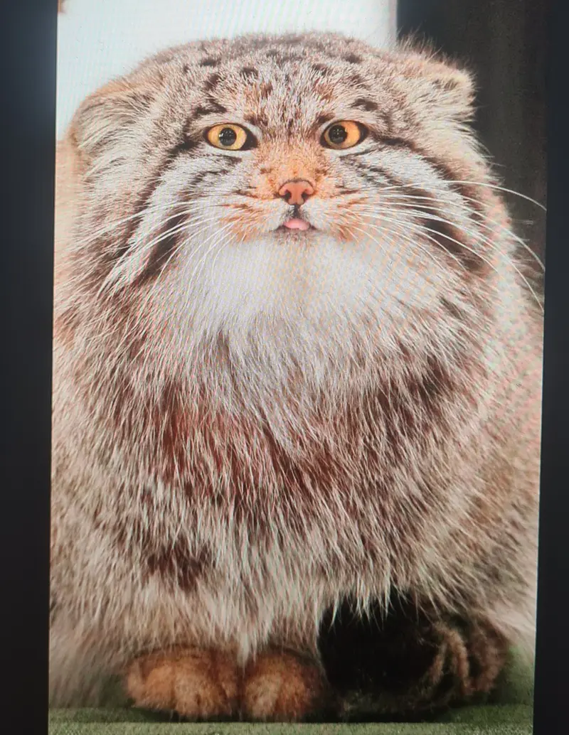 Фотография с манулом