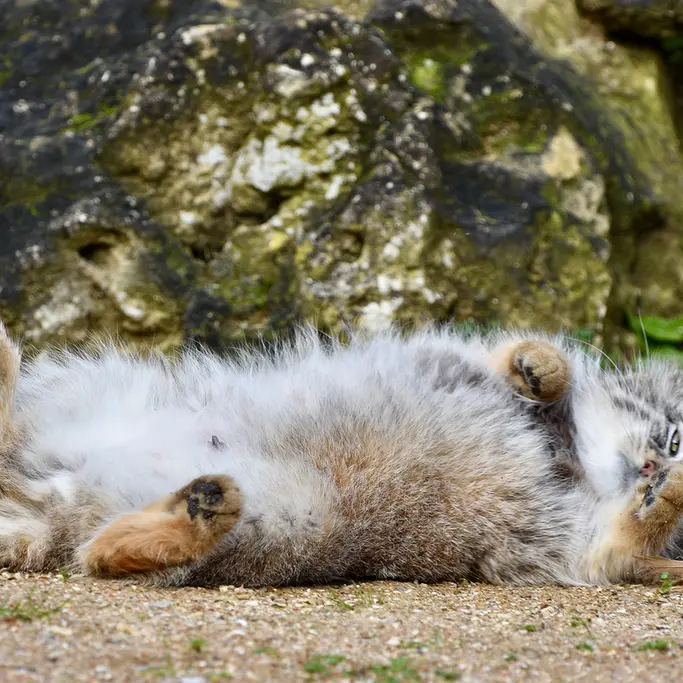 Фотография Наму в Парке диких животных Порт-Лимпн
