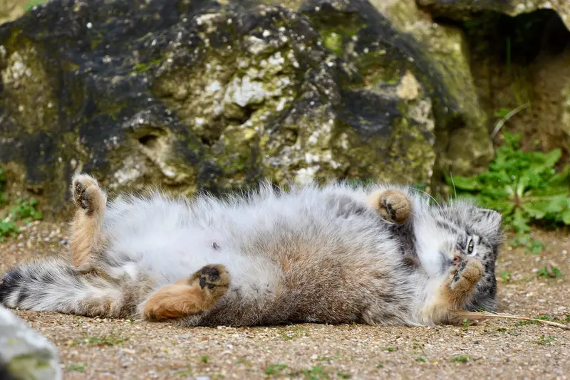 Фотография Наму в Парке диких животных Порт-Лимпн