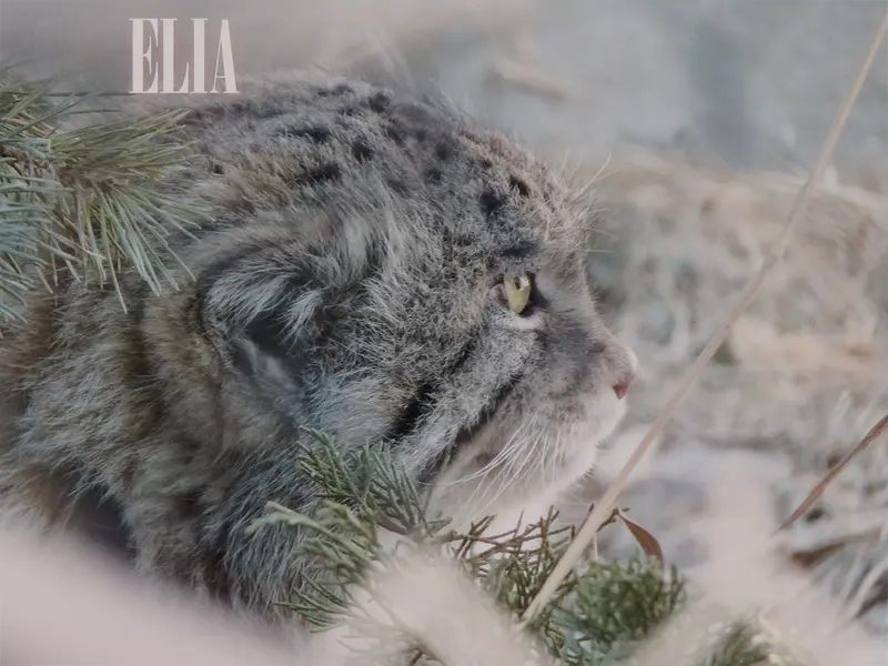 Фотография Олафа в Зоопарке Калгари / Институте Уайлдере