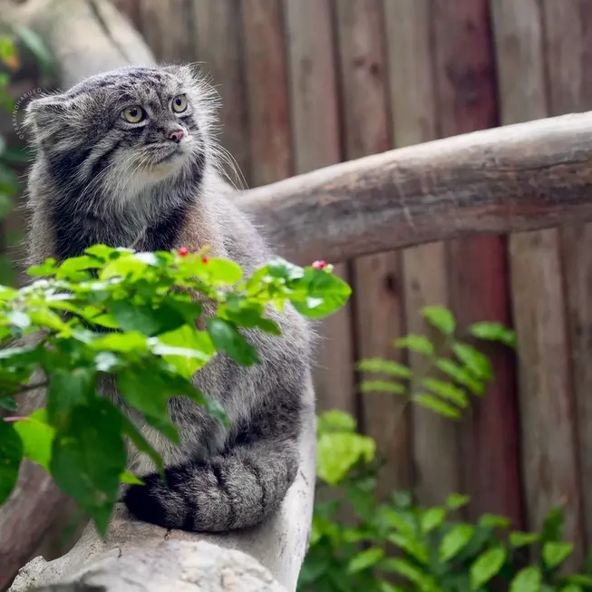 Фотография Нара в Царстве Животных Кобе