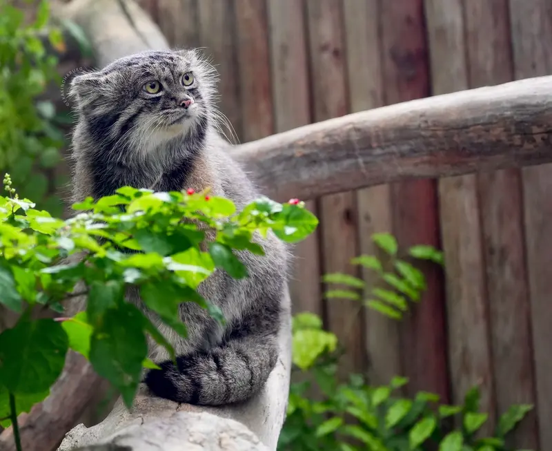 Фотография Нара в Царстве Животных Кобе